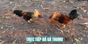 Trực tiếp đá gà Thomo