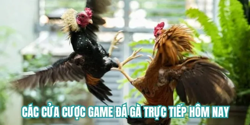 Các cửa cược trong game đá gà 