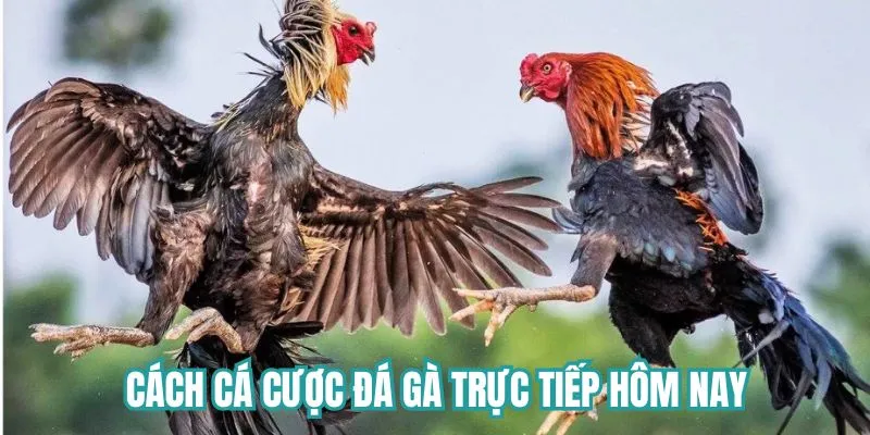 Từng bước tham gia cá cược đá gà chi tiết