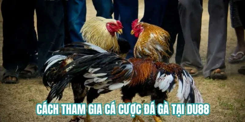 Hướng dẫn tham gia chơi cá cược cụ thể