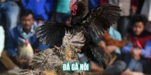 Đá gà nòi