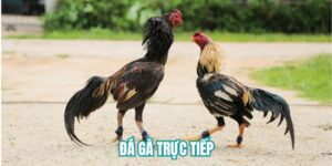 Đá gà trực tiếp