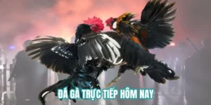 Đá gà trực tiếp hôm nay