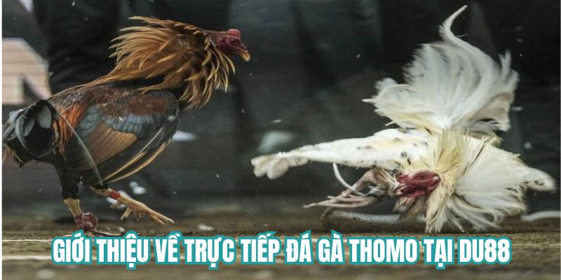 Giới thiệu về trực tiếp đá gà thomo tại DU88