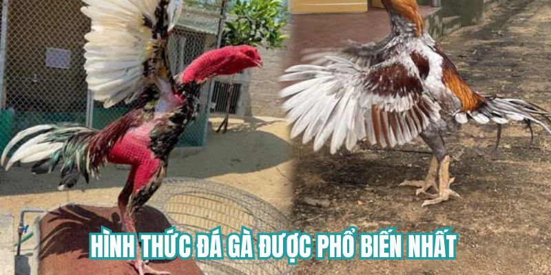 Hình thức đá gà được phổ biến nhất 