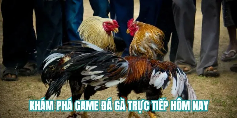 Giới thiệu game đá gà trực tiếp hôm nay tại Du88