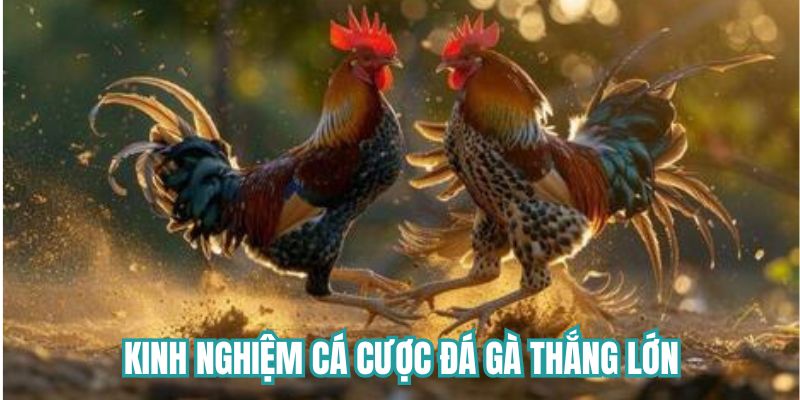 Kinh nghiệm cá cược đá gà thắng lớn