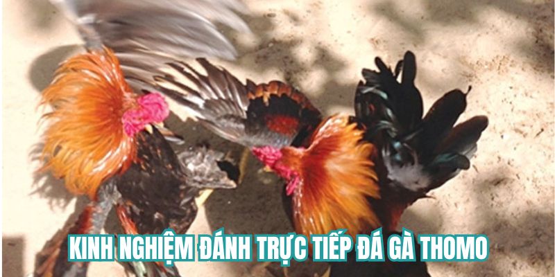 Kinh nghiệm đánh trực tiếp đá gà thomo