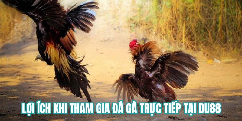 Lợi ích khi tham gia đá gà trực tiếp tại DU88