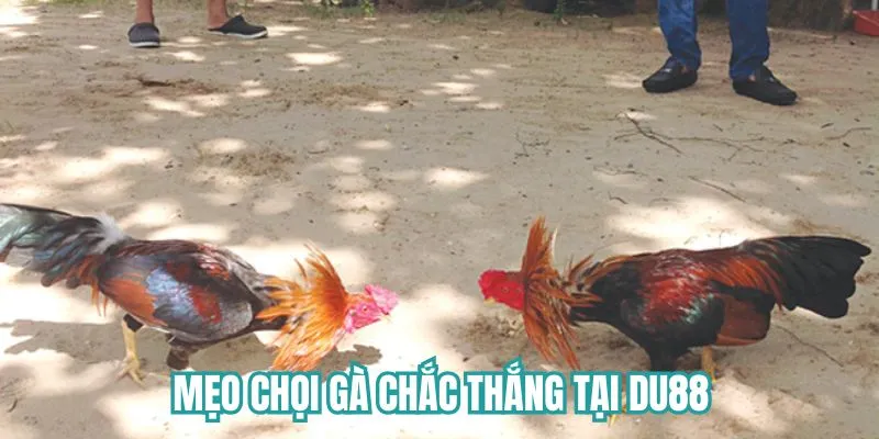Khám phá mẹo chọi gà chắc thắng tại Du88