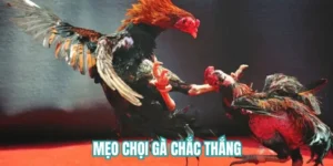 mẹo chọi gà chắc thắng