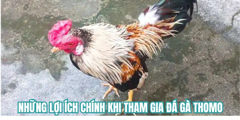 Những lợi ích chính khi tham gia đá gà Thomo