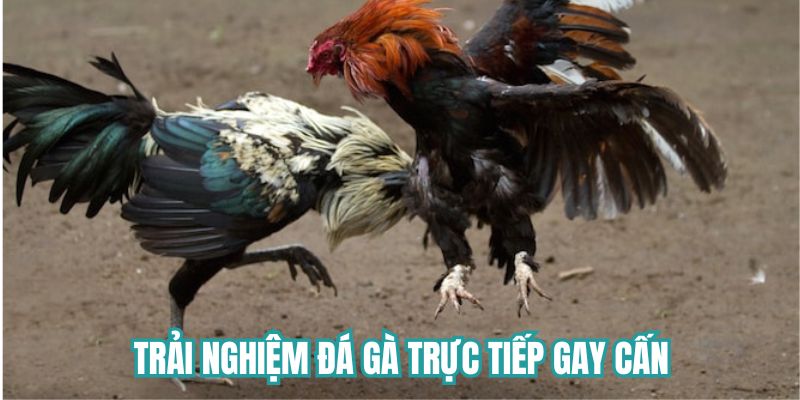 Trải nghiệm đá gà trực tiếp gay cấn